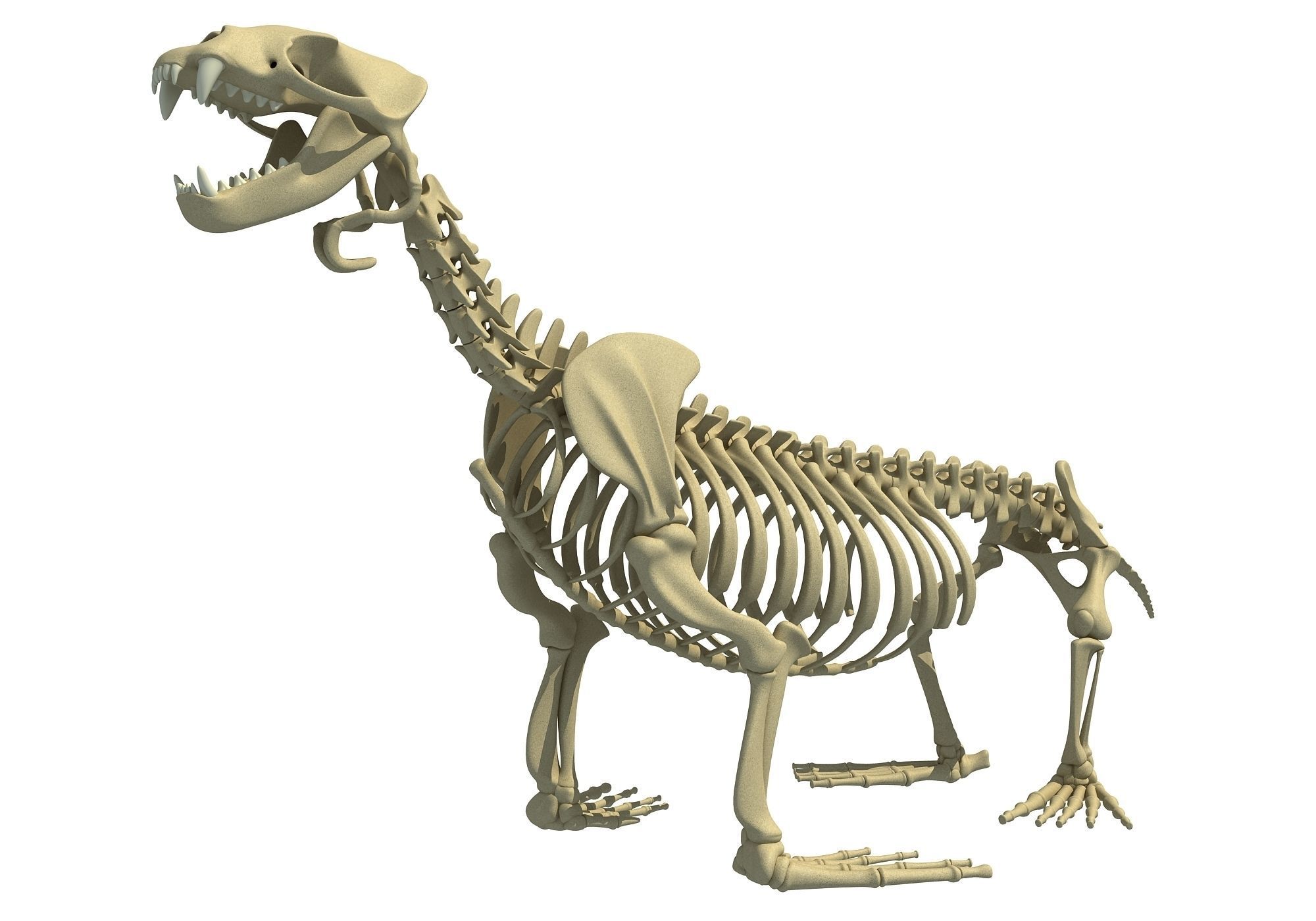 Sea Lion Skeleton 3D model_4