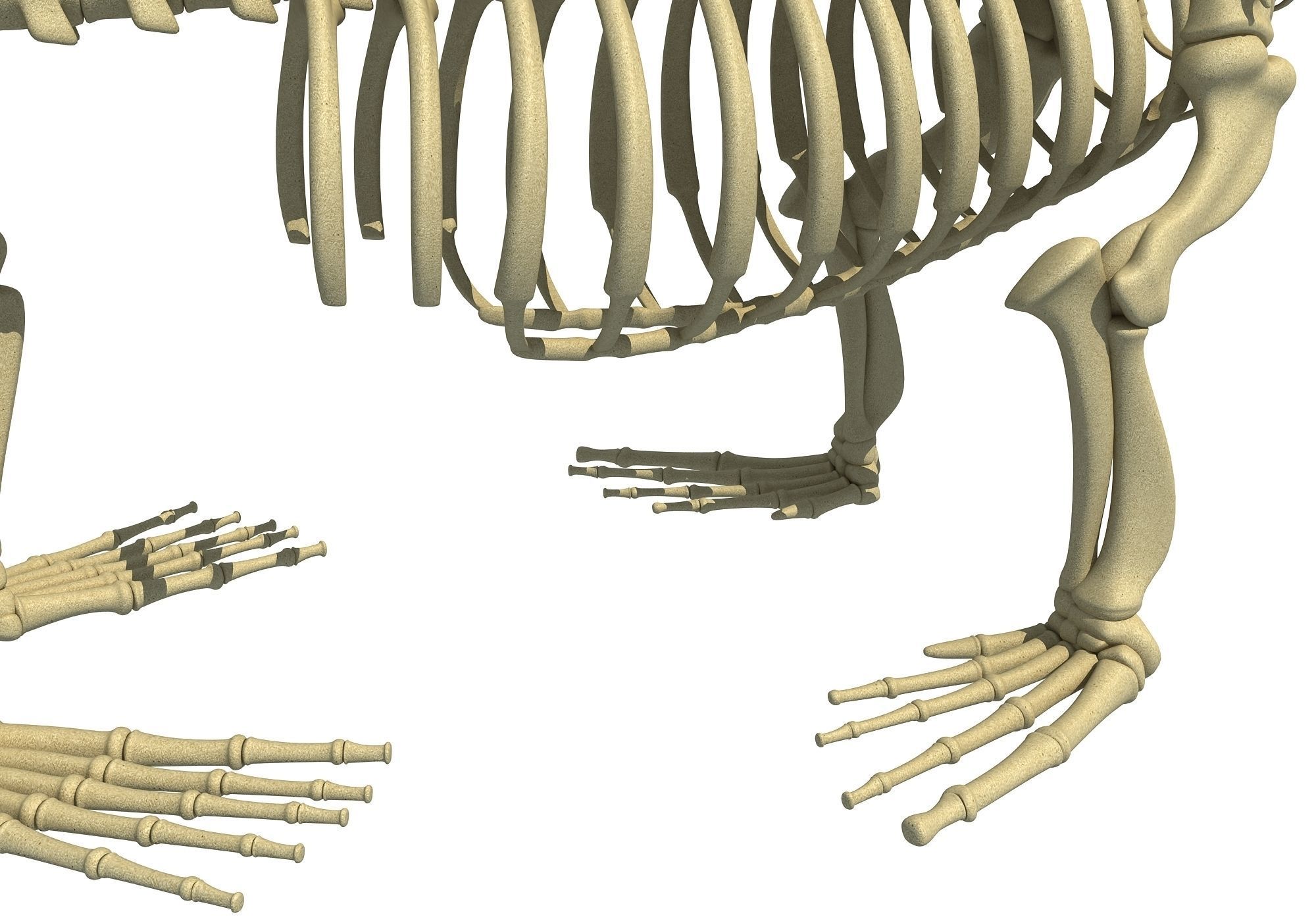 Sea Lion Skeleton 3D model_11