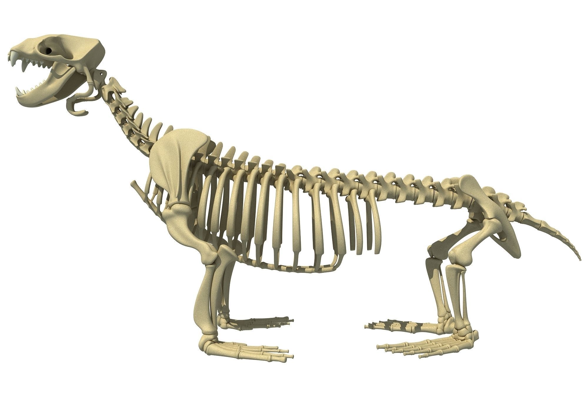 Sea Lion Skeleton 3D model_3