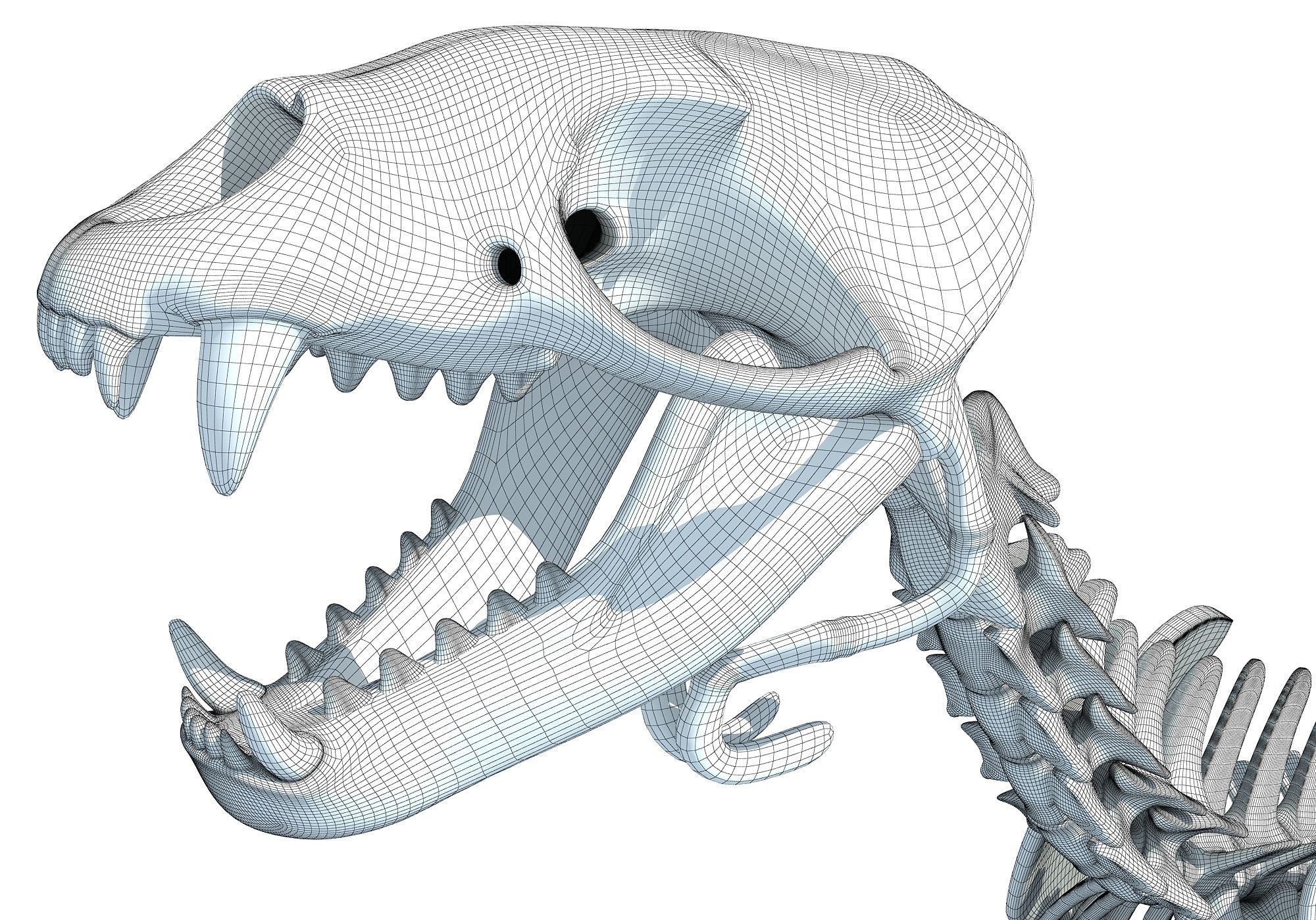 Sea Lion Skeleton 3D model_18