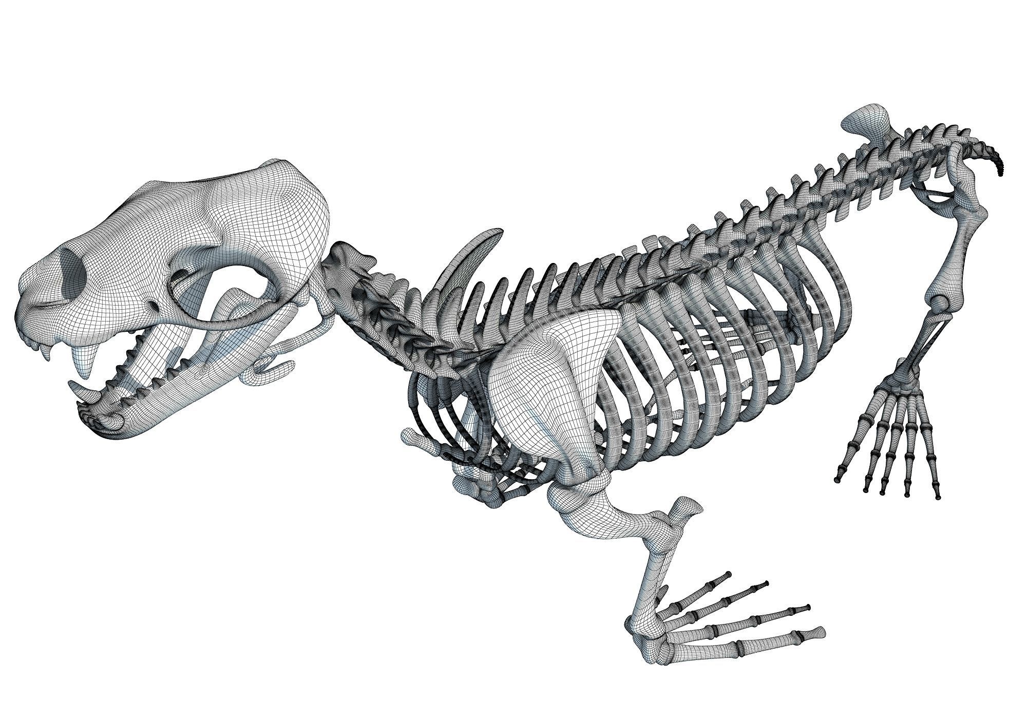 Sea Lion Skeleton 3D model_16