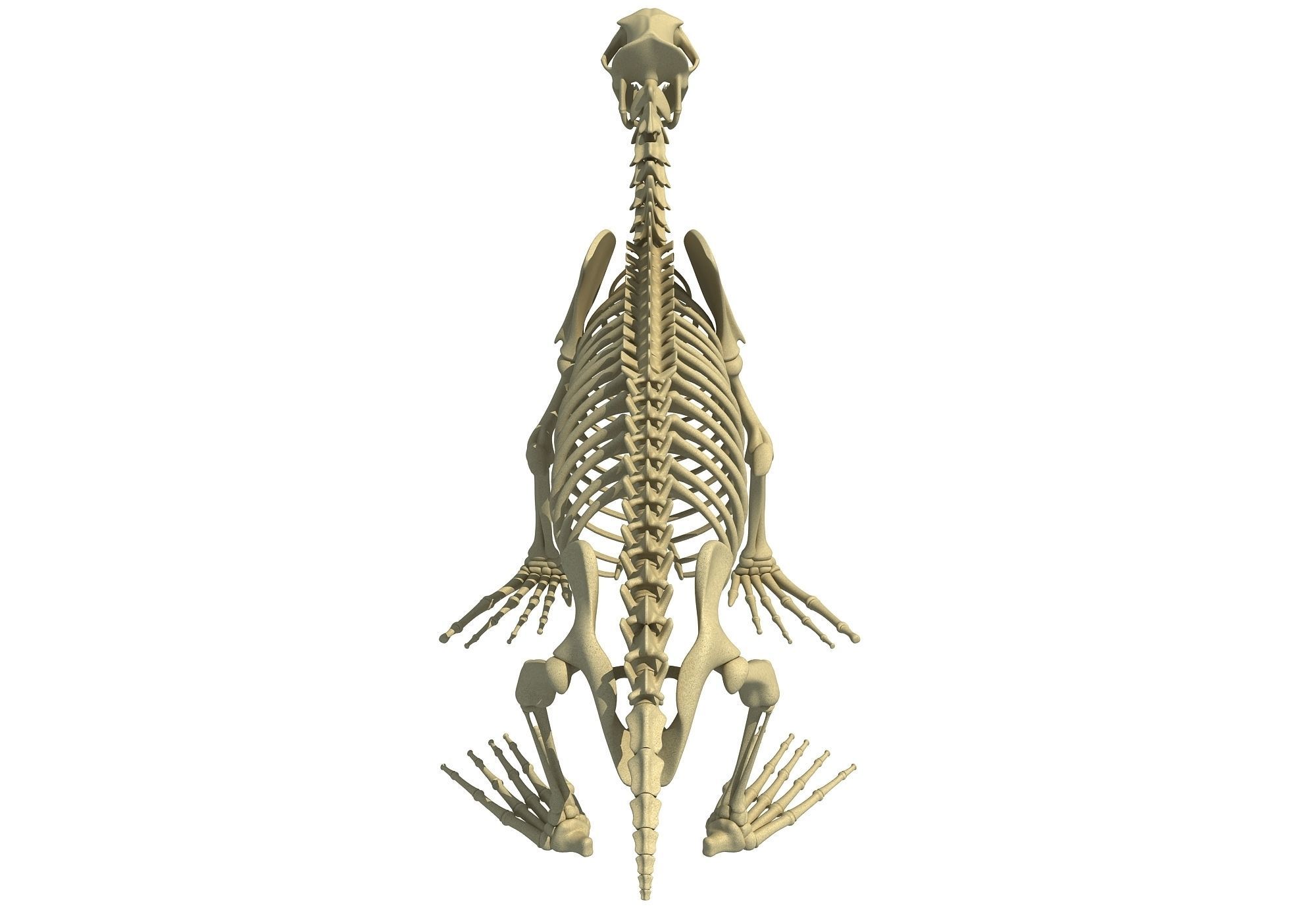 Sea Lion Skeleton 3D model_9