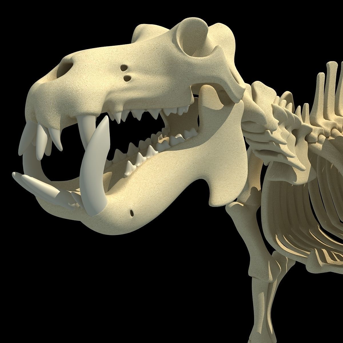 Hippopotamus Skeleton 3D model_12