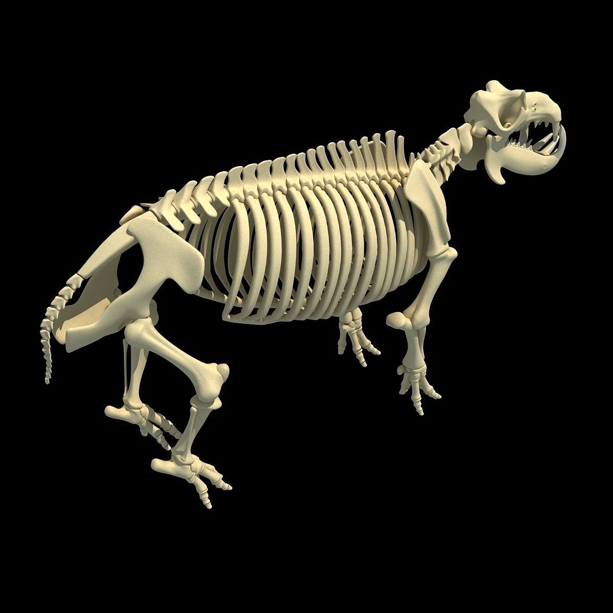 Hippopotamus Skeleton 3D model_10