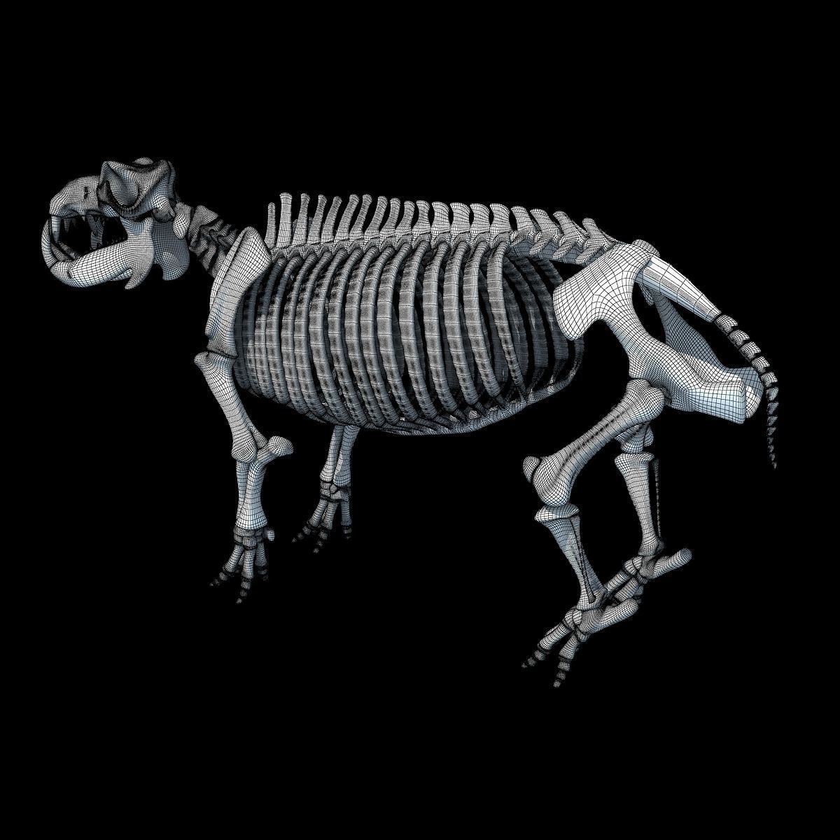 Hippopotamus Skeleton 3D model_14