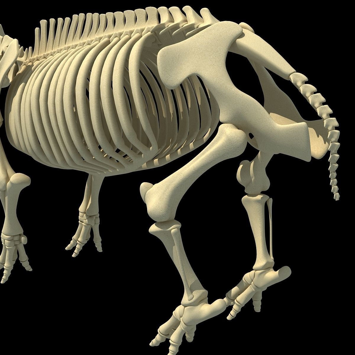 Hippopotamus Skeleton 3D model_9