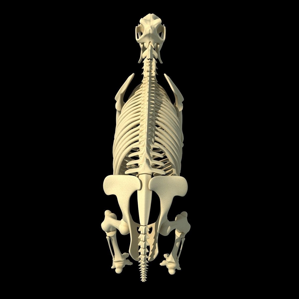 Hippopotamus Skeleton 3D model_4