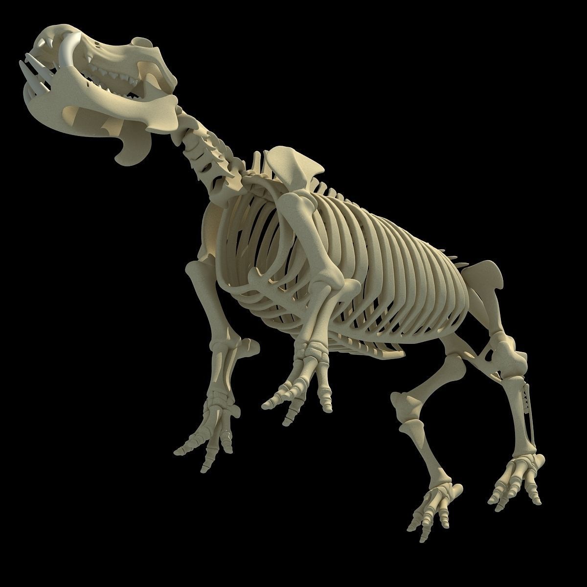 Hippopotamus Skeleton 3D model_8