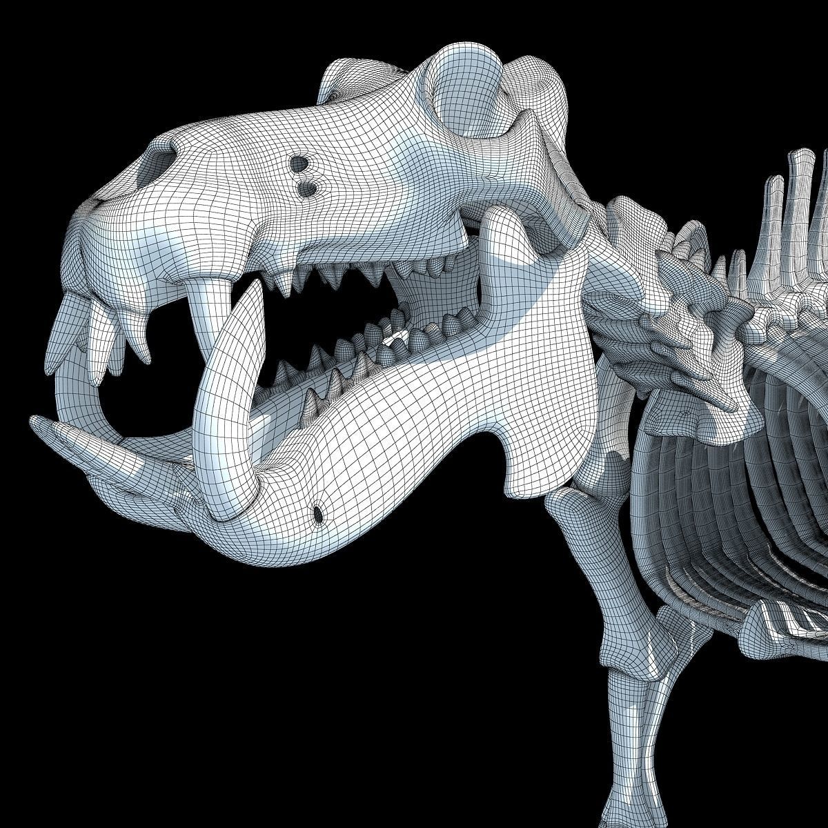 Hippopotamus Skeleton 3D model_17