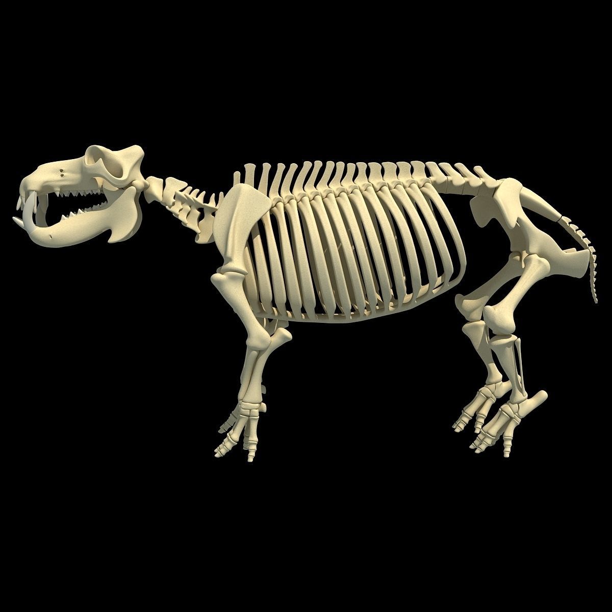 Hippopotamus Skeleton 3D model_5