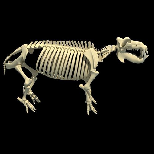 Hippopotamus Skeleton 3D model