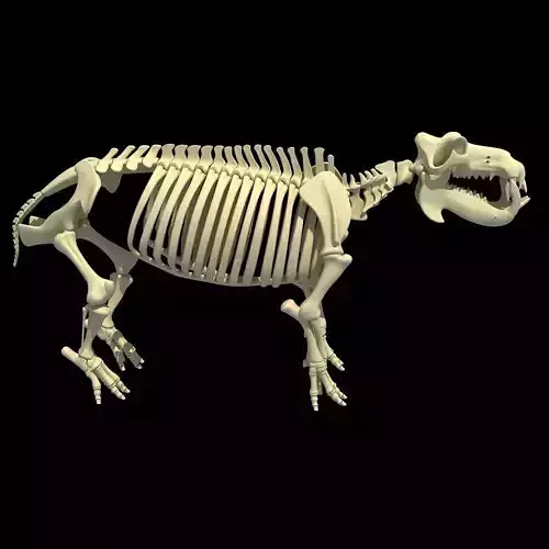 Hippopotamus Skeleton 3D model