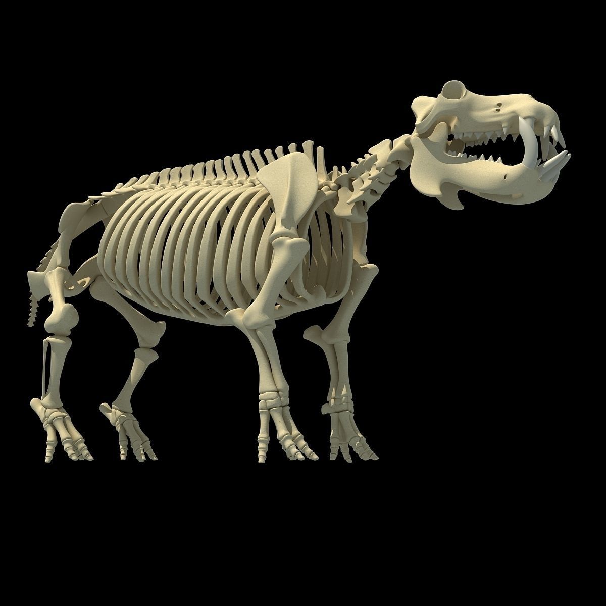 Hippopotamus Skeleton 3D model_3