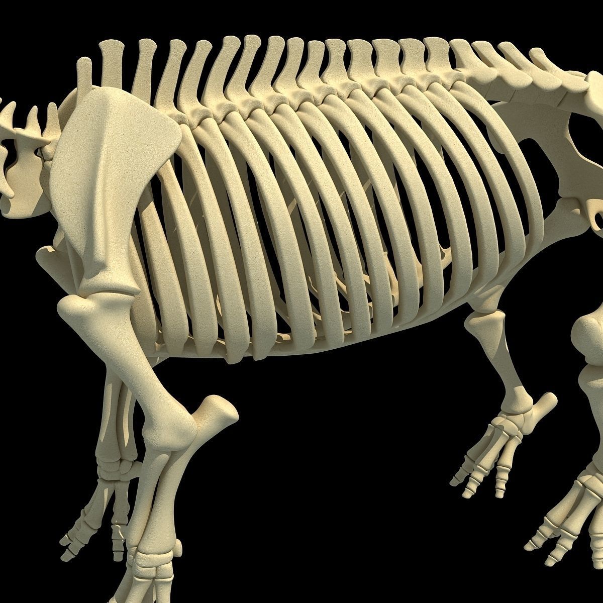 Hippopotamus Skeleton 3D model_11