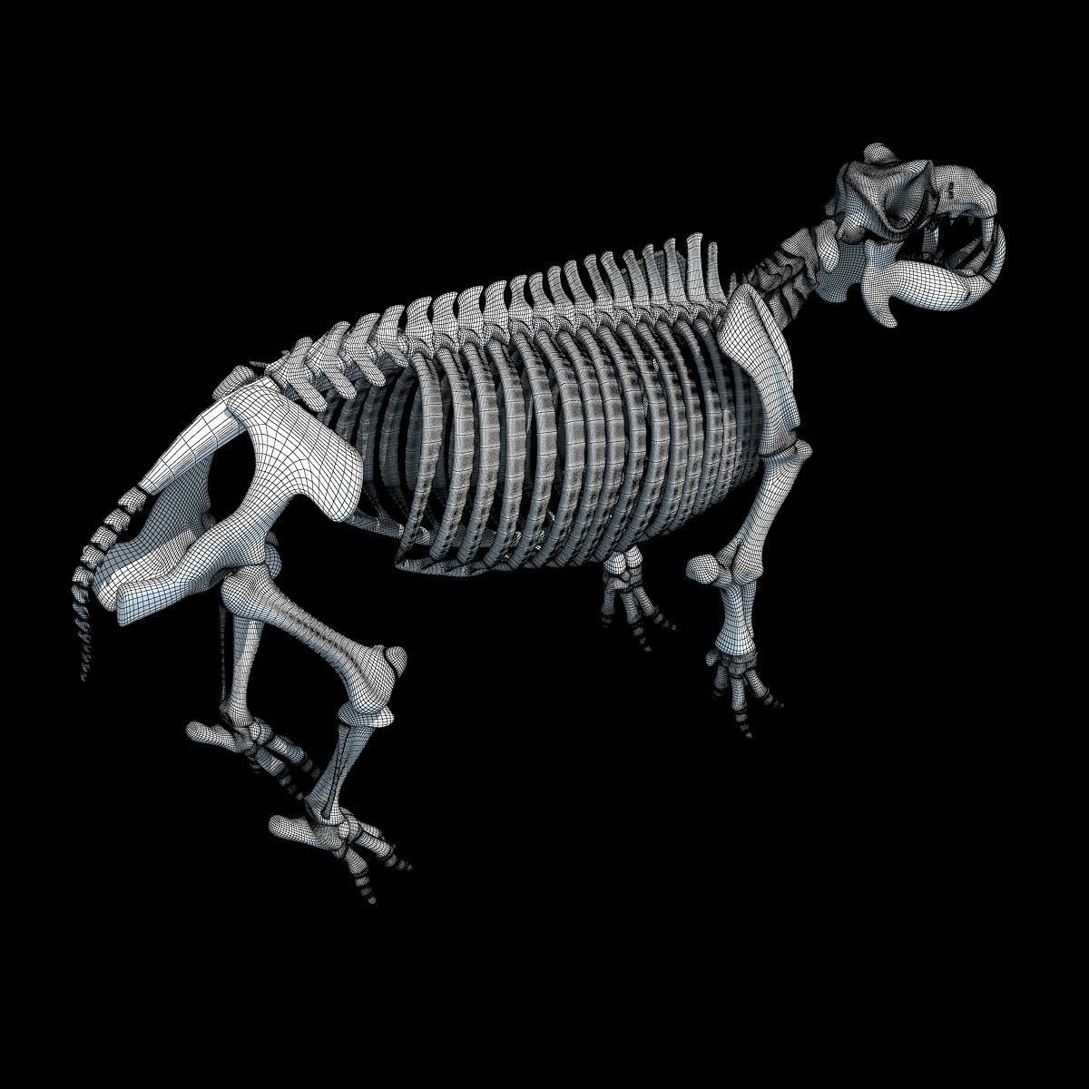 Hippopotamus Skeleton 3D model_15