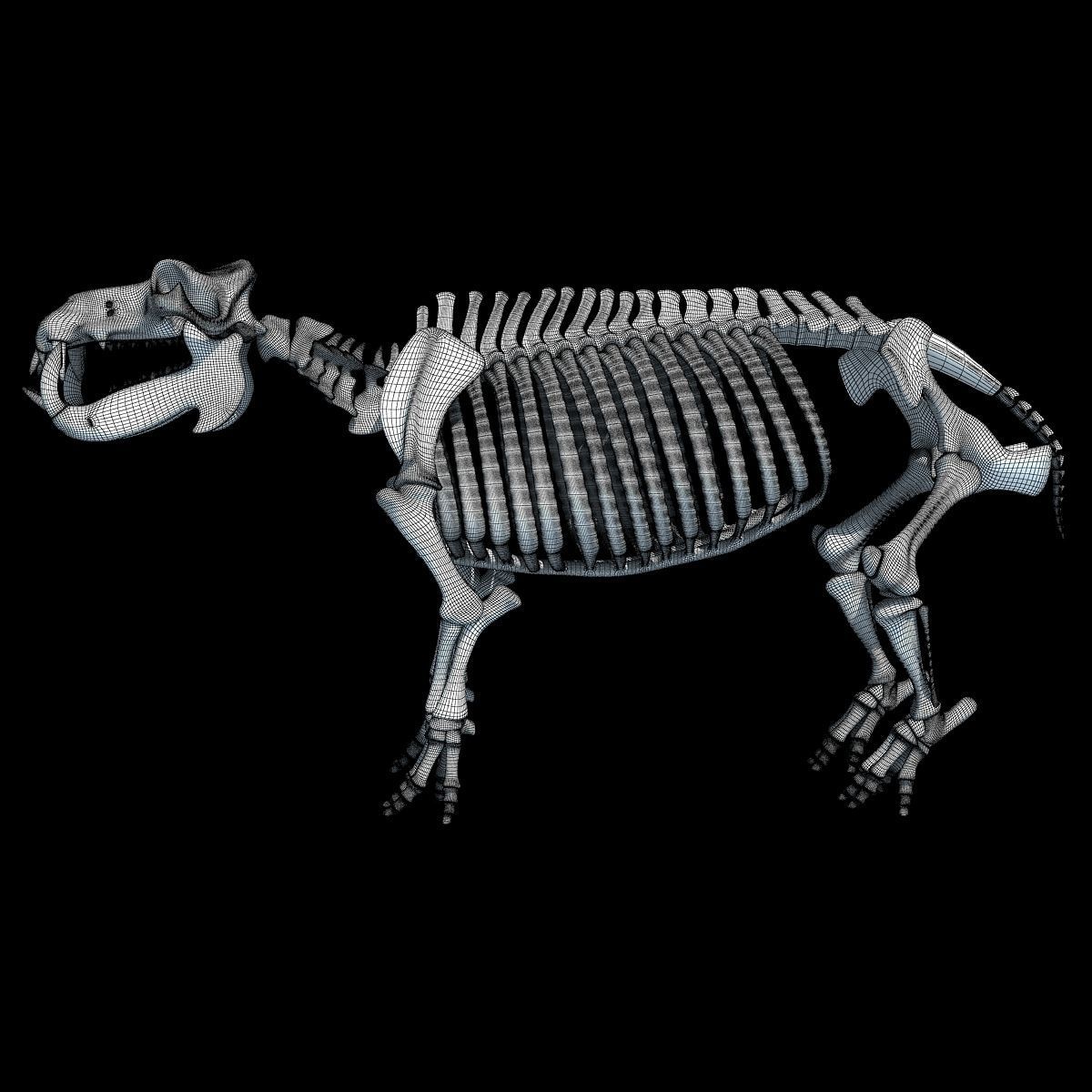 Hippopotamus Skeleton 3D model_13