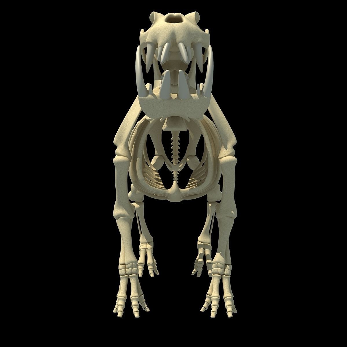 Hippopotamus Skeleton 3D model_6