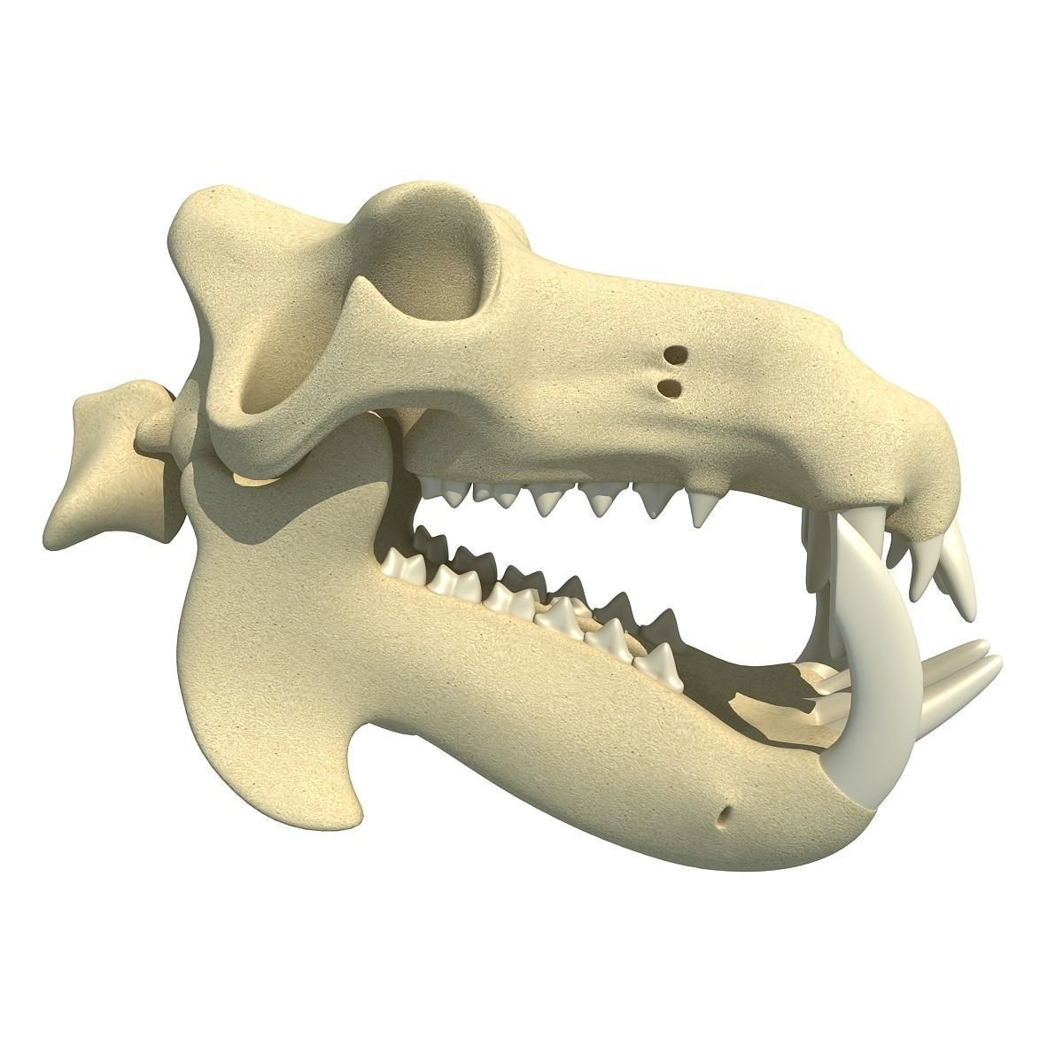 Hippo Skull  3D model_1