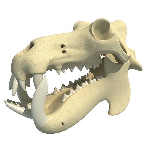 Hippo Skull  3D model