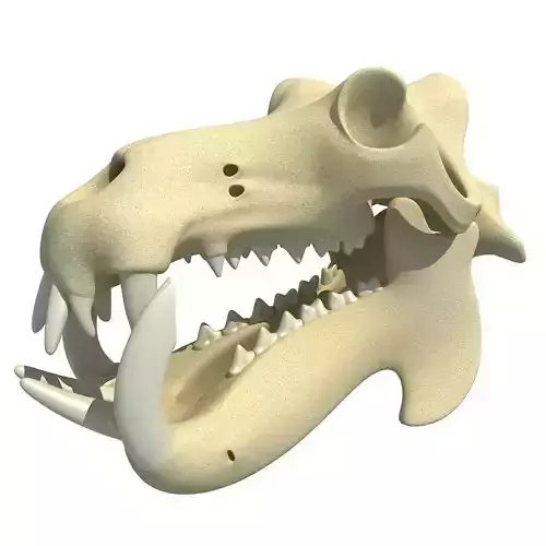 Hippo Skull  3D model