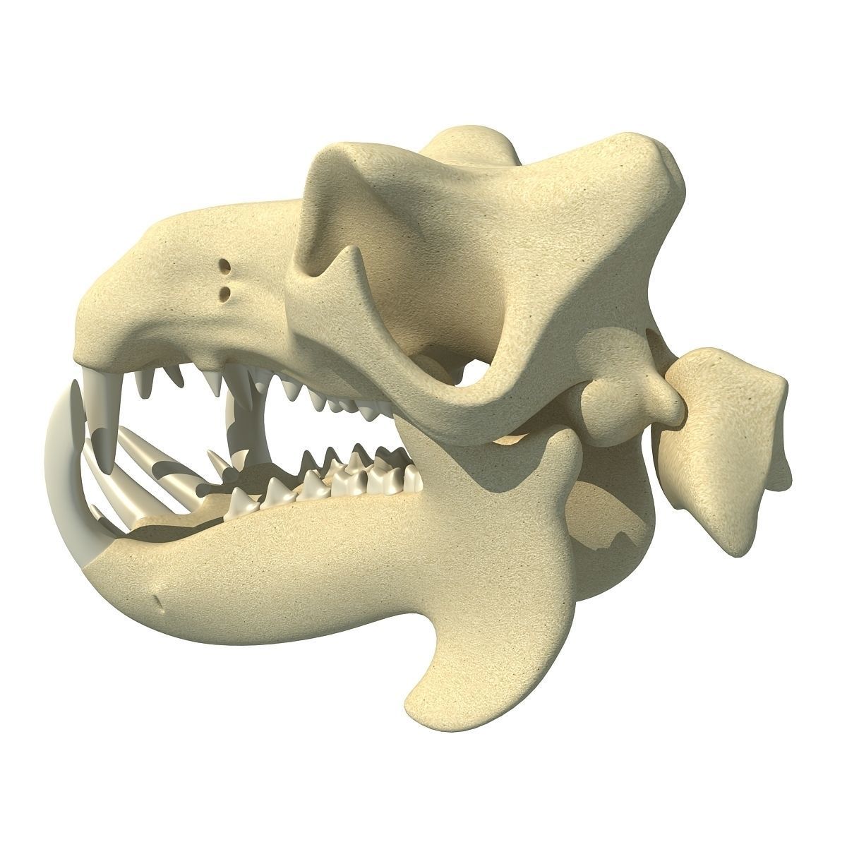 Hippo Skull  3D model_7
