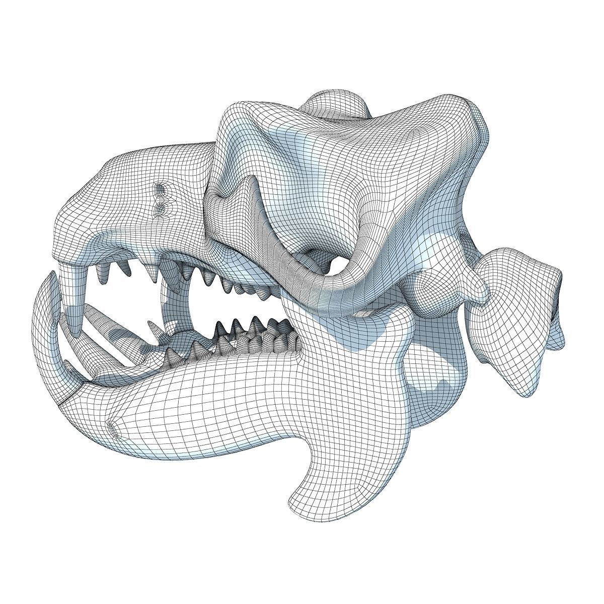 Hippo Skull  3D model_8