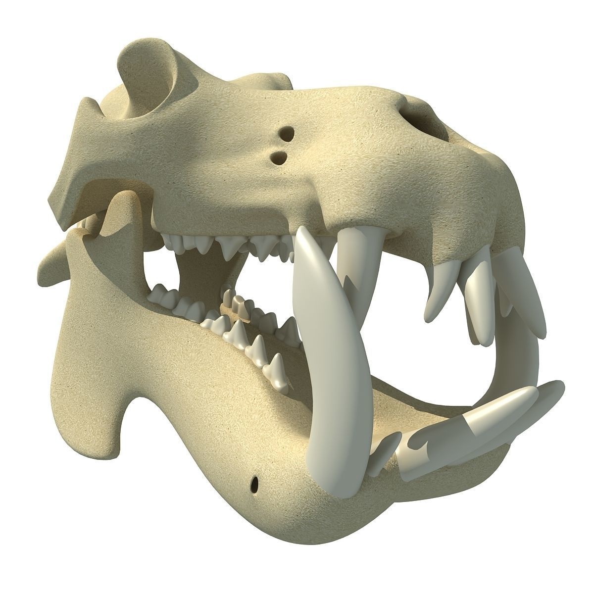 Hippo Skull  3D model_3
