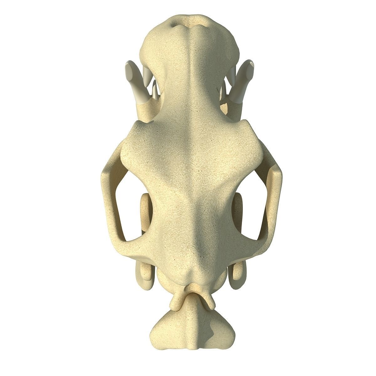 Hippo Skull  3D model_5