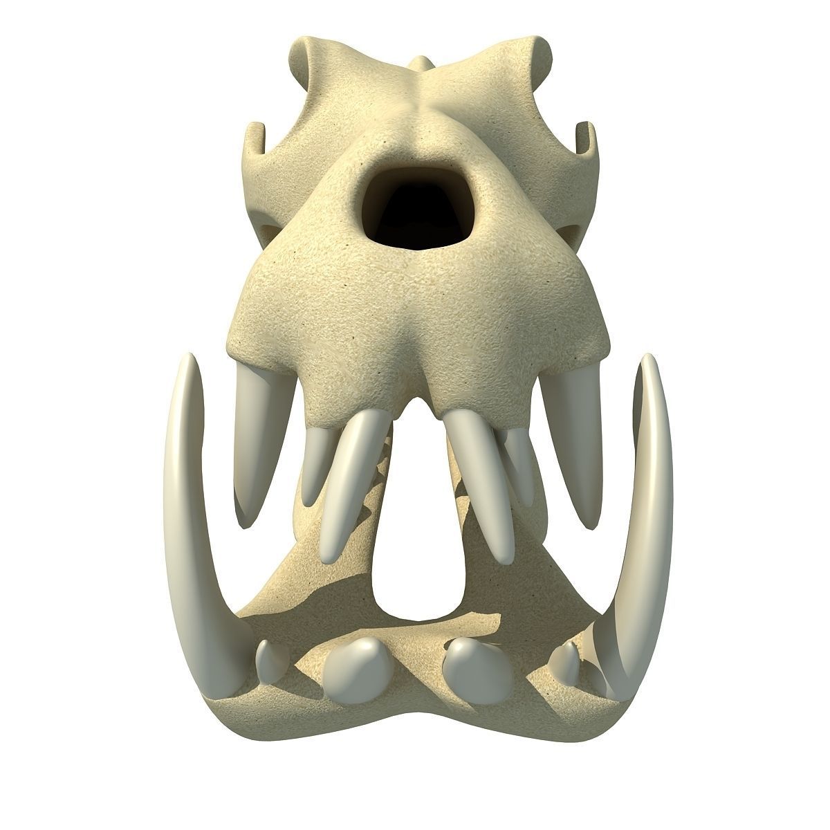 Hippo Skull  3D model_2