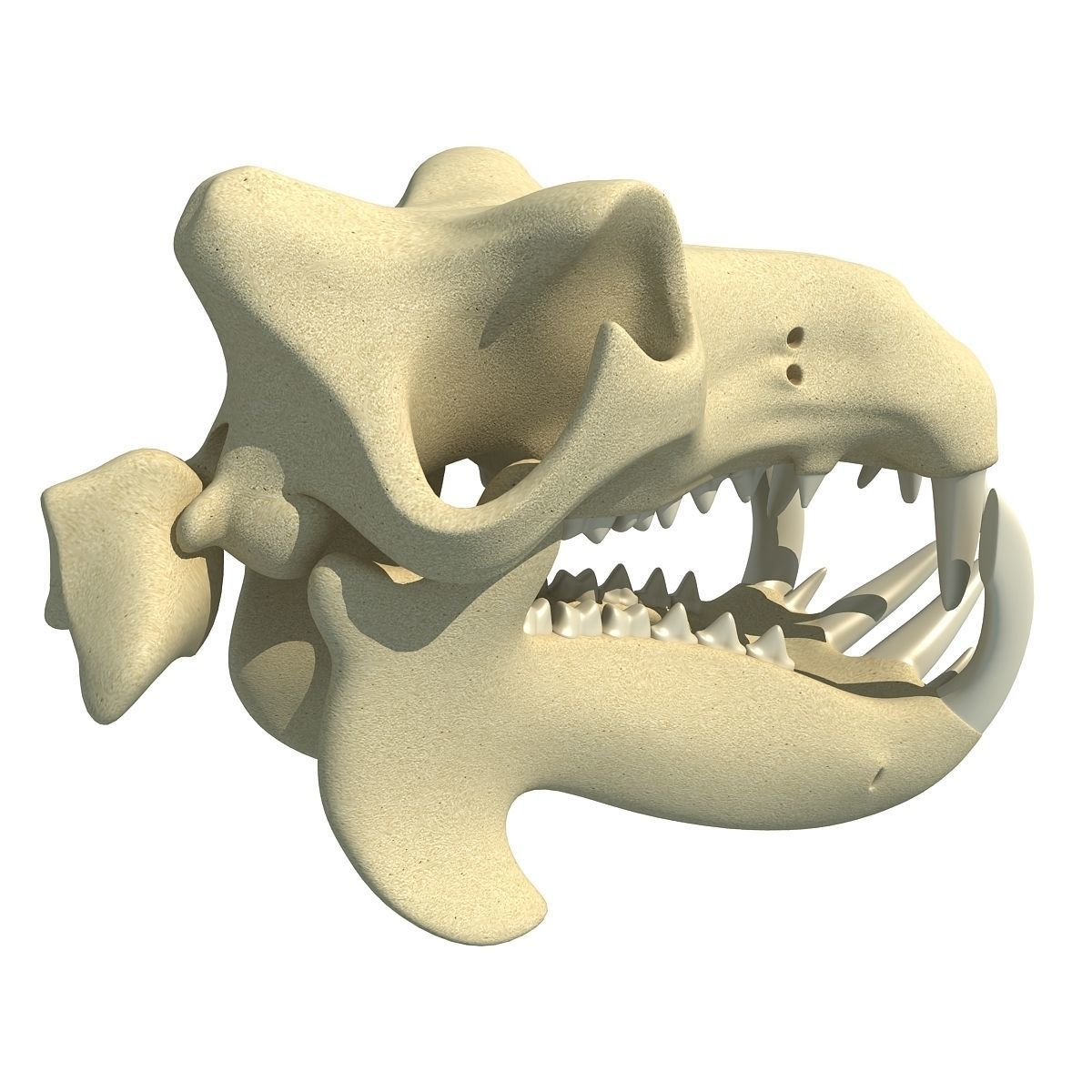 Hippo Skull  3D model_4