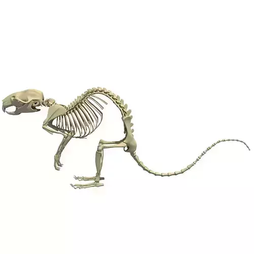 Rat Skeleton 3D model