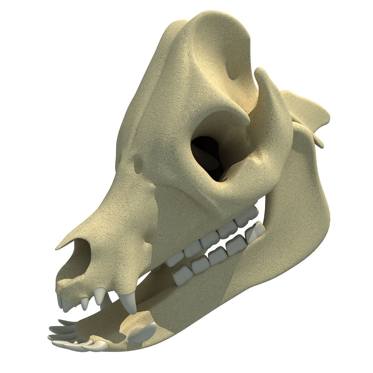 Pig Skull 3D model_2