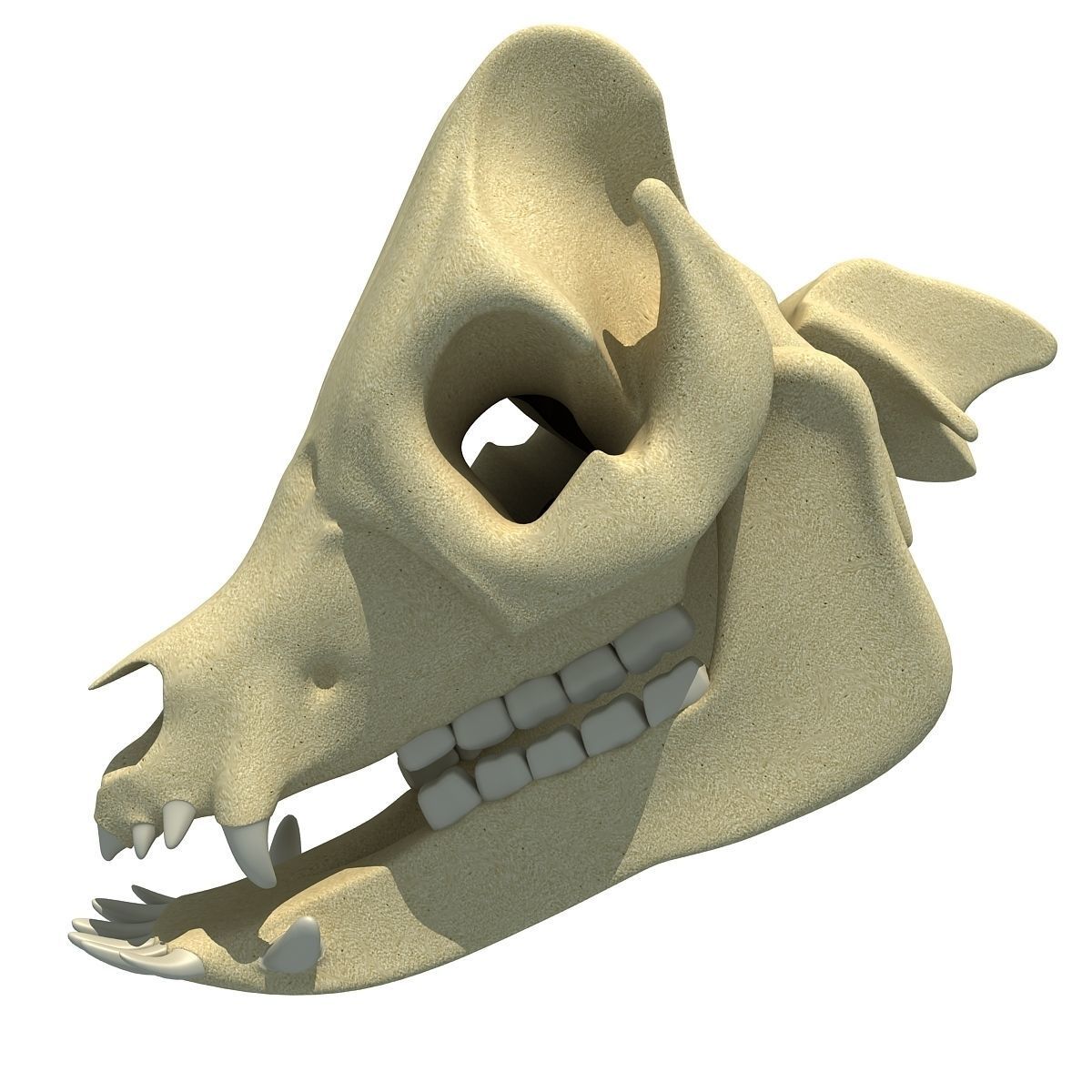 Pig Skull 3D model_1