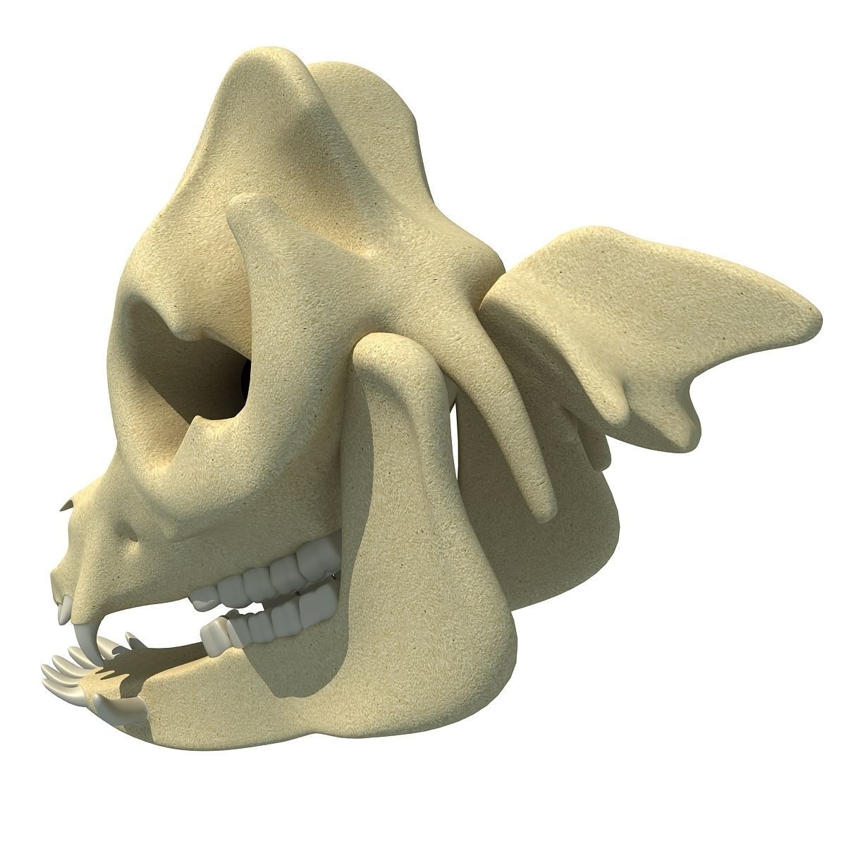 Pig Skull 3D model_3