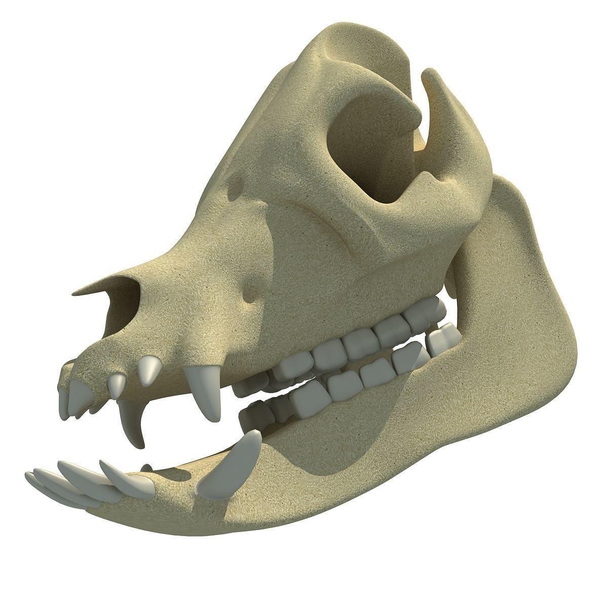 Pig Skull 3D model_5