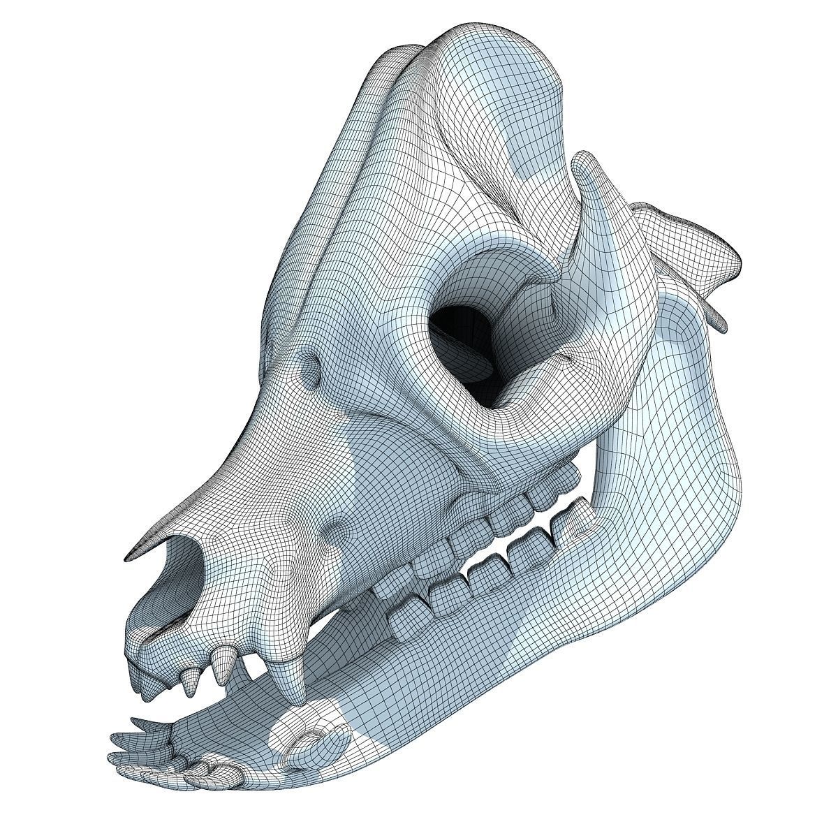 Pig Skull 3D model_8