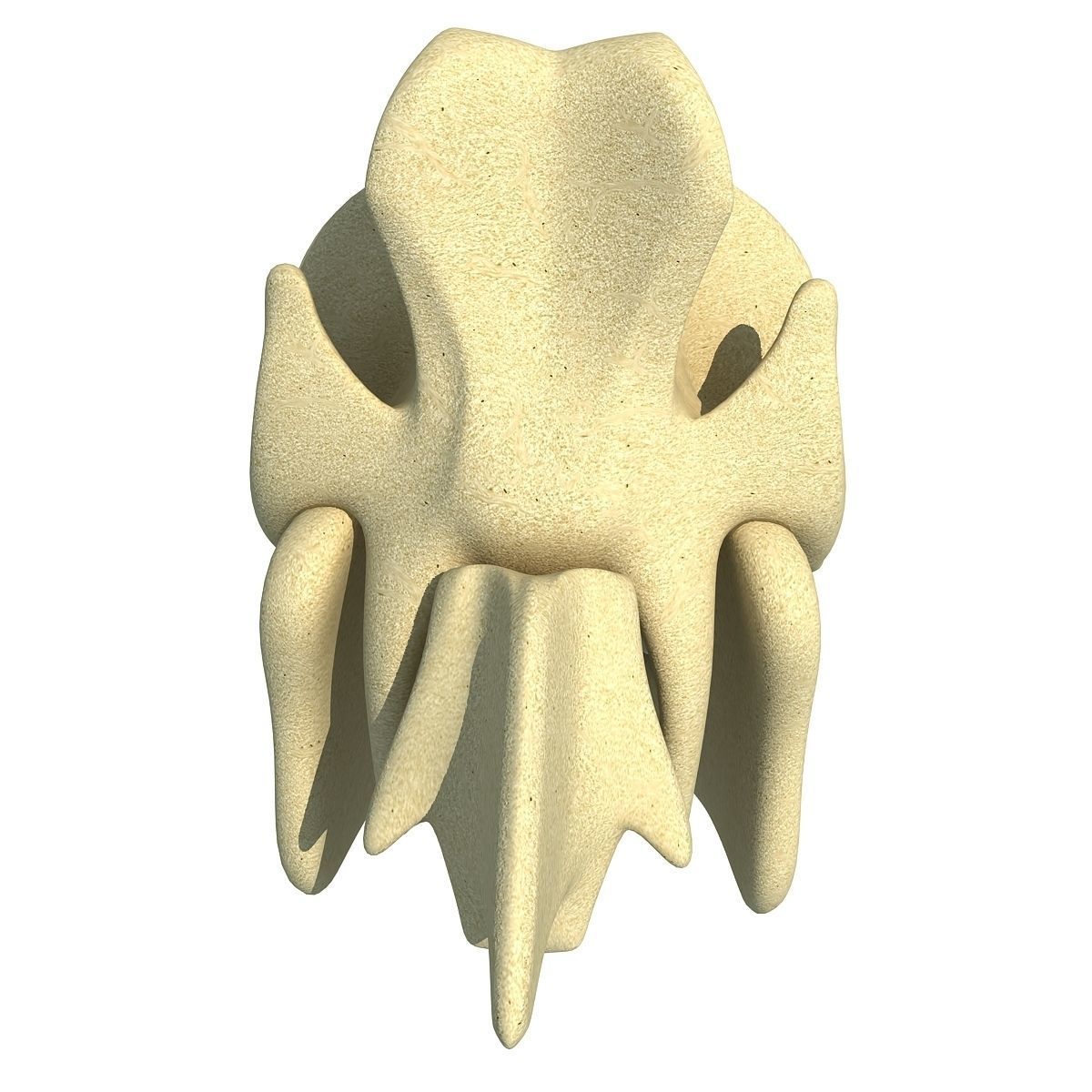 Pig Skull 3D model_4