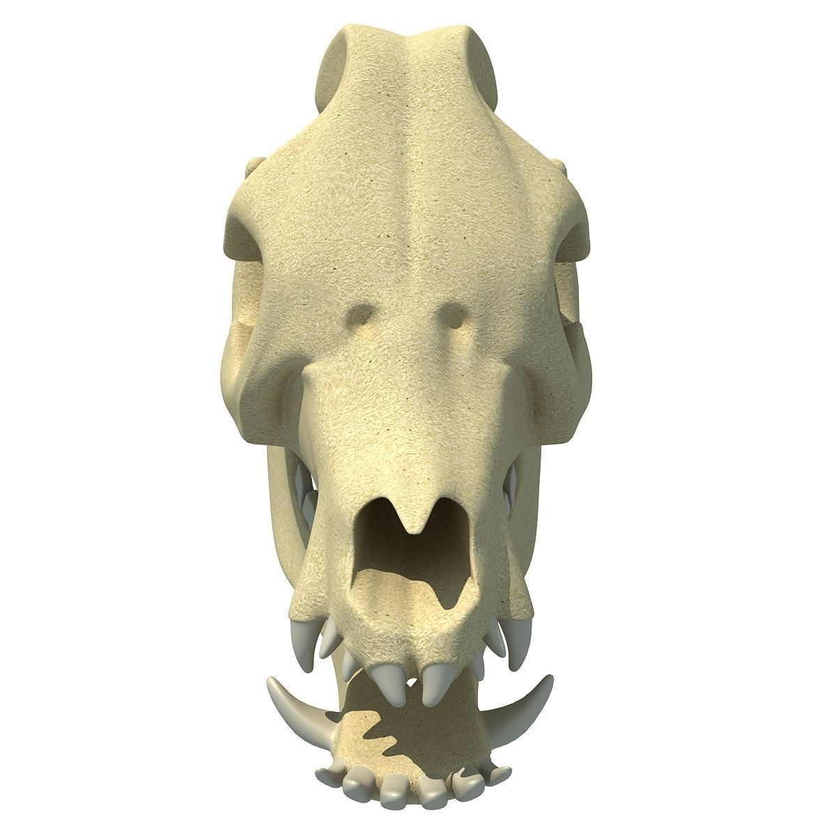 Pig Skull 3D model_6