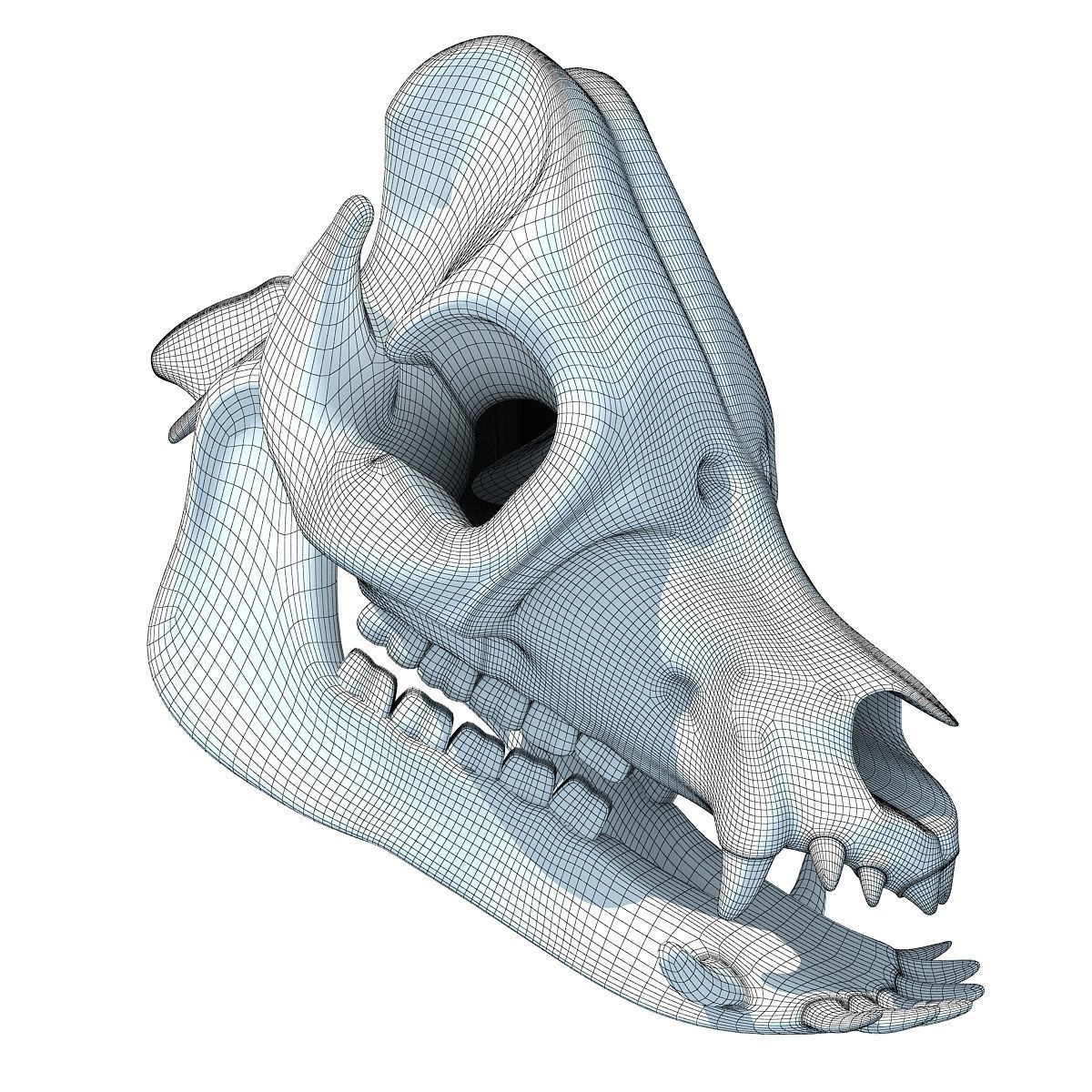 Pig Skull 3D model_10