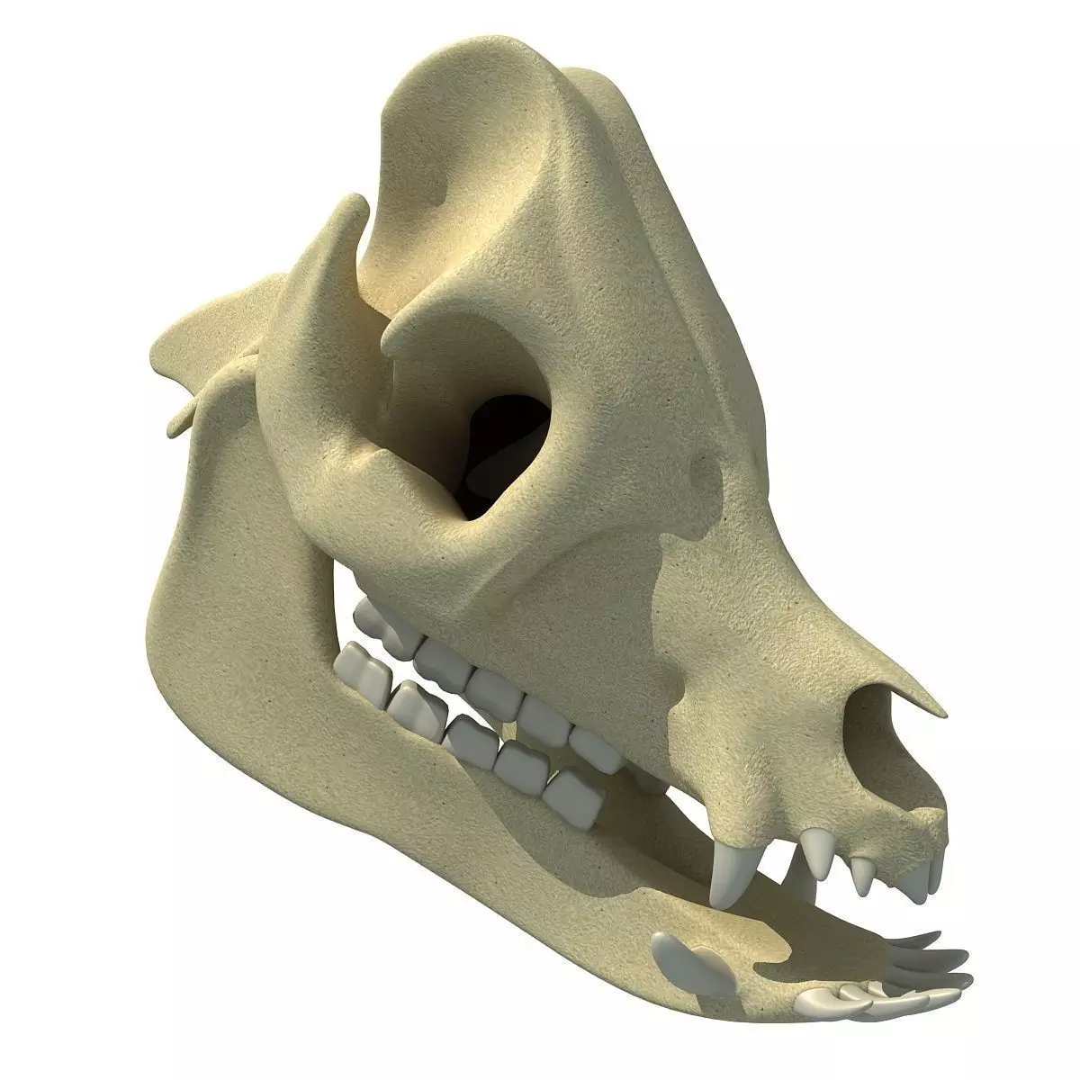 Pig Skull 3D model_0