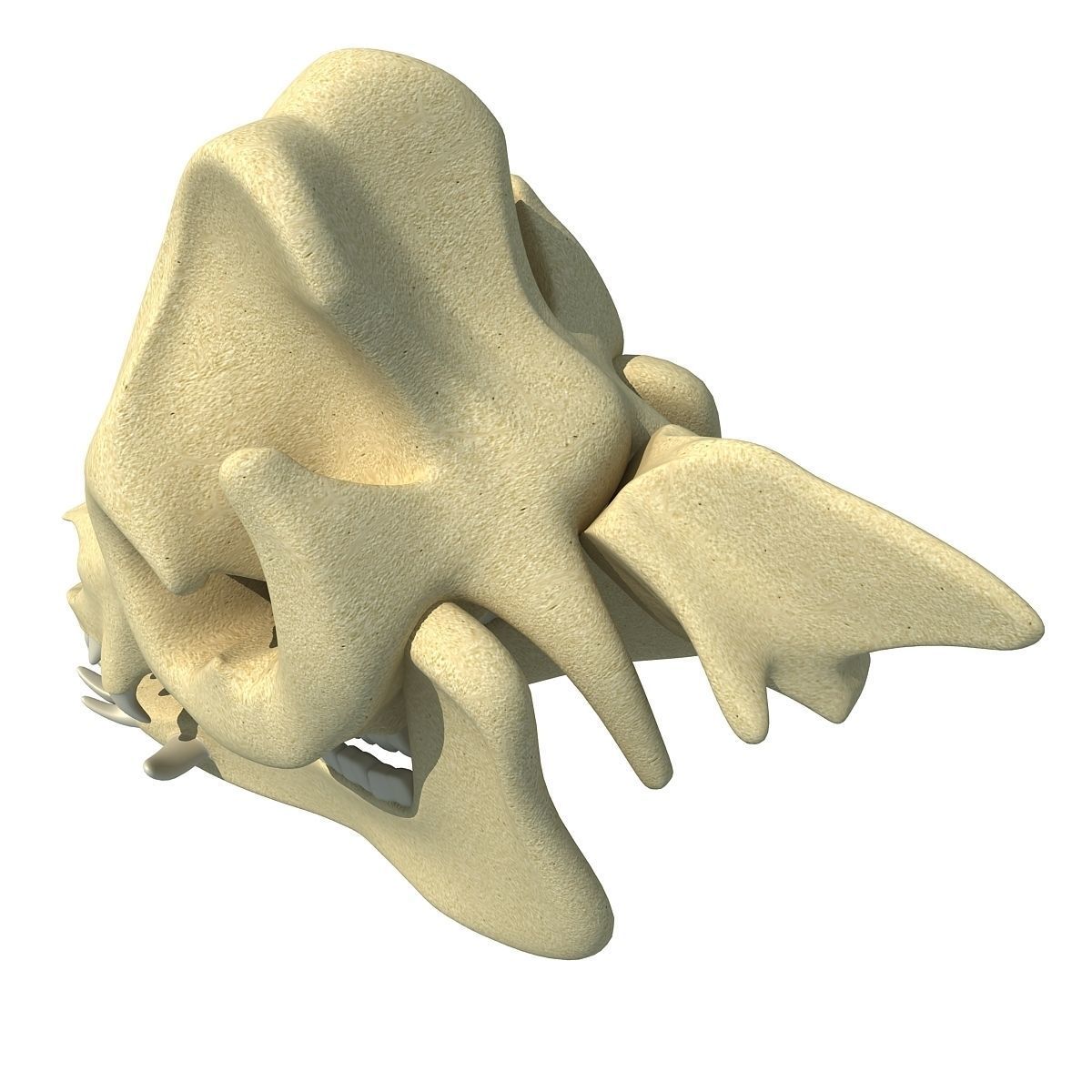 Pig Skull 3D model_7
