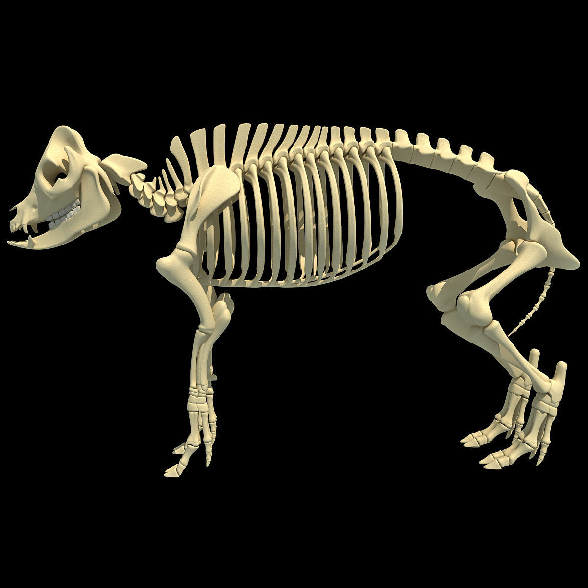 Pig Skeleton 3D model_4