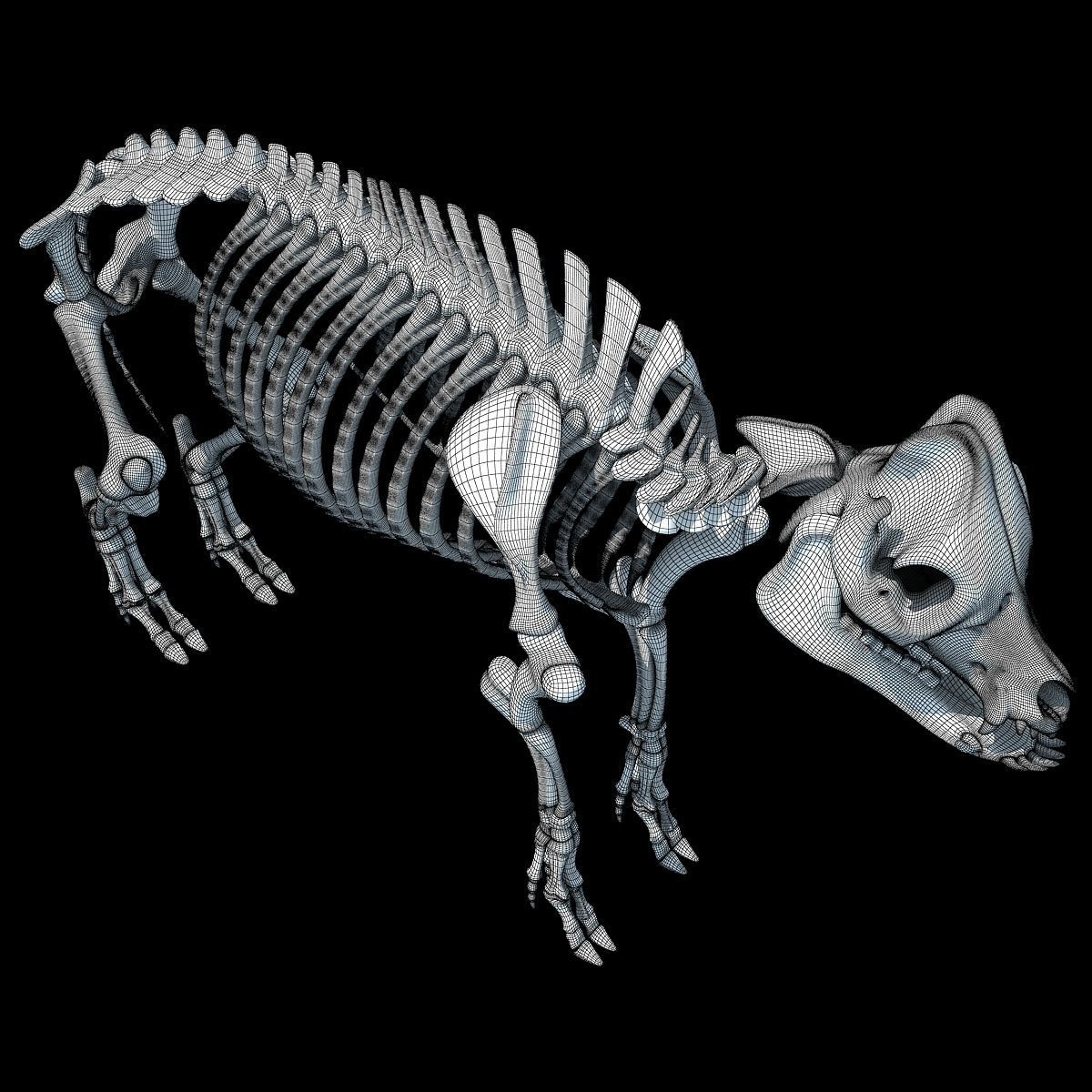 Pig Skeleton 3D model_16
