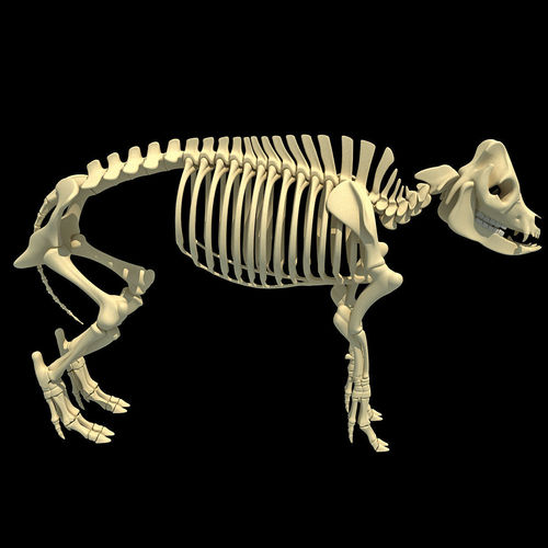 Pig Skeleton 3D model