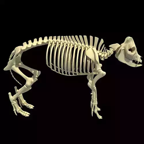 Pig Skeleton 3D model