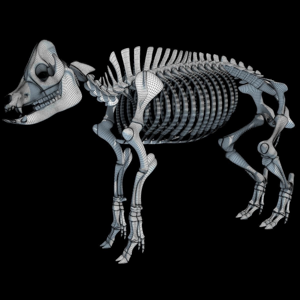 Pig Skeleton 3D model_15