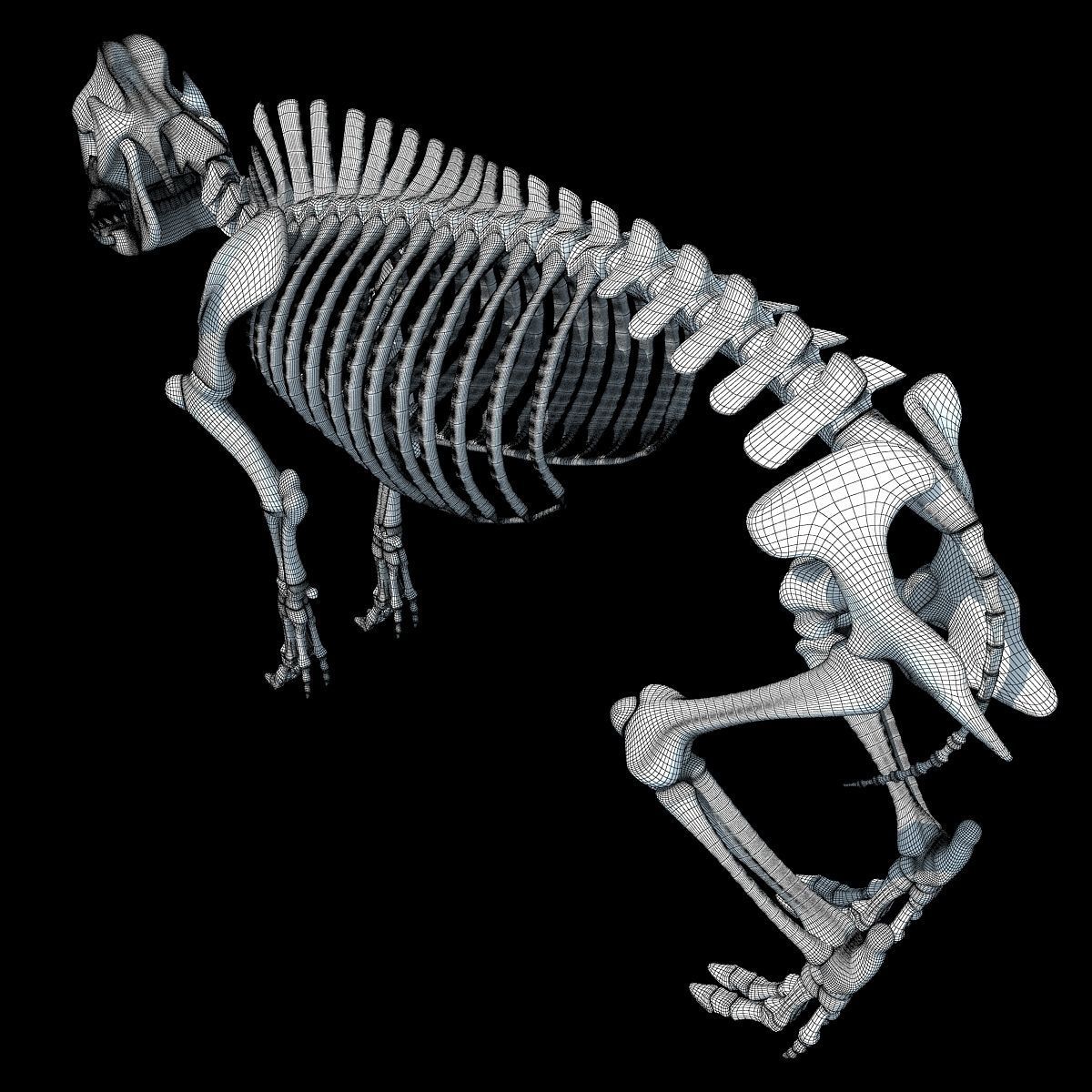 Pig Skeleton 3D model_19