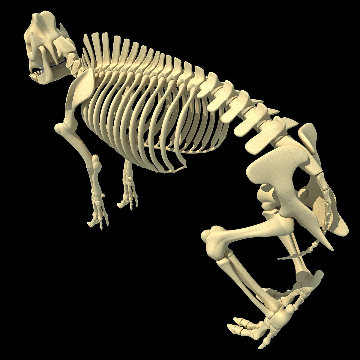 Pig Skeleton 3D model_6