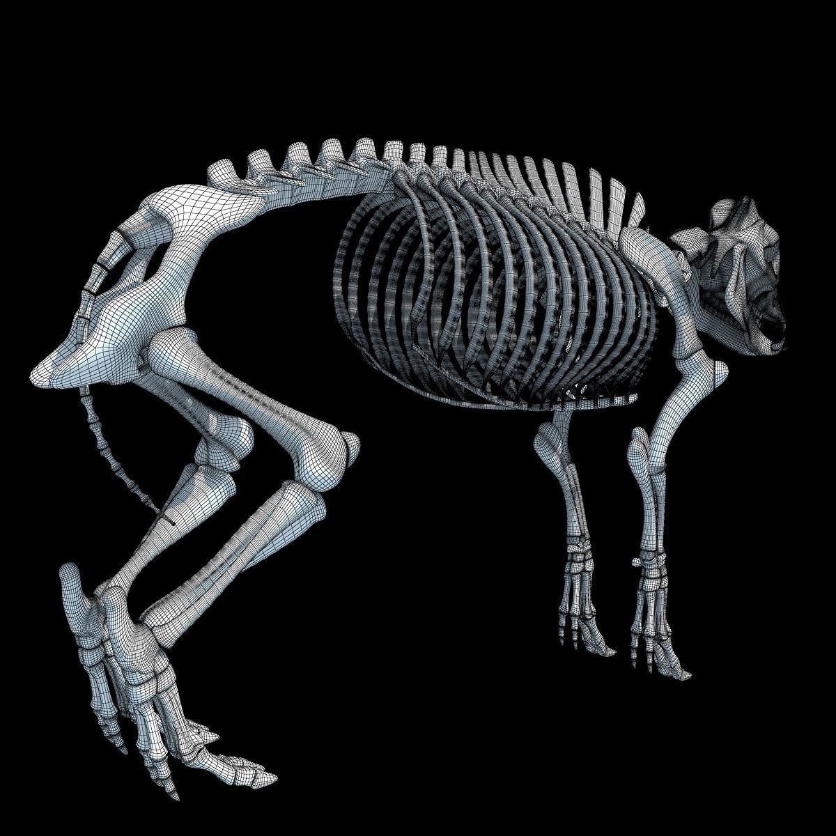 Pig Skeleton 3D model_17