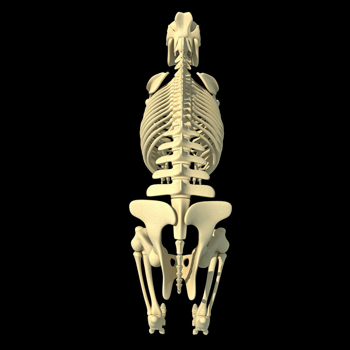 Pig Skeleton 3D model_7